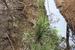 Dianella longifolia longifolia