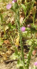 Carduus tenuiflorus