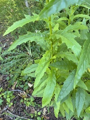 Erechtites hieraciifolius