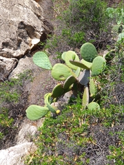 Opuntia ficus-indica