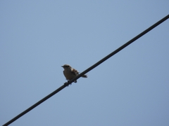 Mimus saturninus