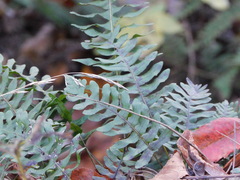Polypodioideae
