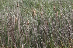Typha