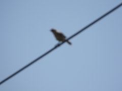 Mimus saturninus