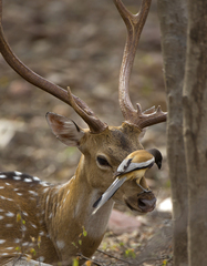 Dendrocitta vagabunda
