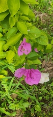 Bougainvillea glabra