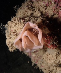 Hexabranchus