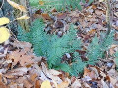 Polypodioideae