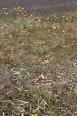 Leucochrysum albicans albicans