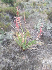 Watsonia meriana