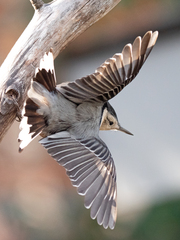White-Breasted Nuthatch photo 5