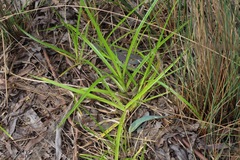 Cyperus eragrostis