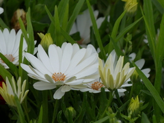 Argyranthemum frutescens