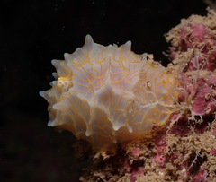 Halgerda terramtuentis