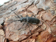 Monochamus sutor