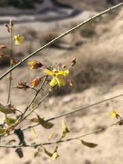 Hoffmannseggia microphylla