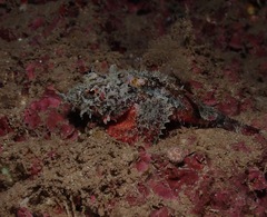 Scorpaenidae