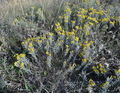 Galatella villosa