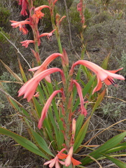 Watsonia meriana