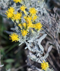 Galatella villosa