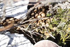 Pronolagus rupestris