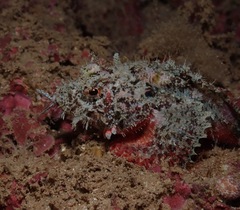 Scorpaenidae