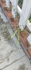 Paspalum floridanum