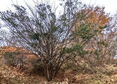 Taxus cuspidata
