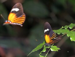 Heliconiinae
