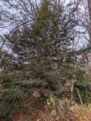 Tsuga canadensis