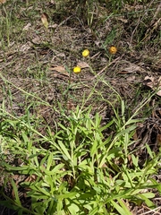 Coronidium scorpioides