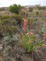 Watsonia meriana