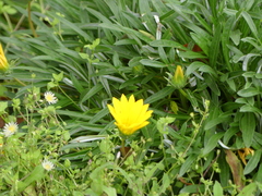 Gazania rigens