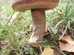 Leccinum duriusculum