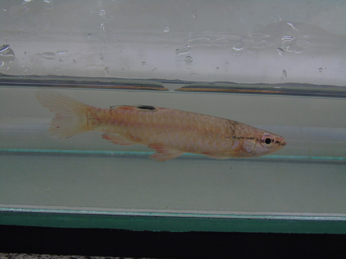 Pyrrhulina obermulleri