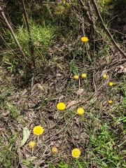 Coronidium scorpioides