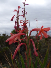 Watsonia meriana