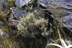 Grubbia tomentosa