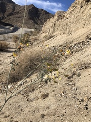 Hoffmannseggia microphylla