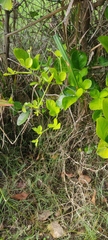 Coprosma repens
