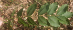 Fraxinus angustifolia