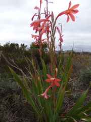 Watsonia meriana