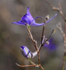 Delphinium consolida paniculatum