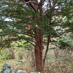 Taxus cuspidata