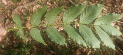 Fraxinus angustifolia