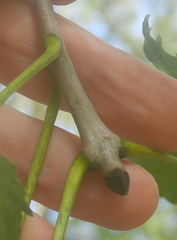 Fraxinus angustifolia