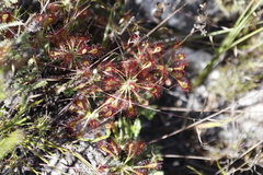 Drosera glabripes