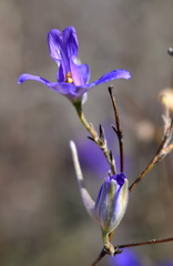 Delphinium consolida paniculatum