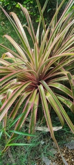 Bromelia pinguin