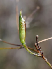 Delphinium consolida paniculatum